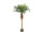 Phönixpalme 150cm hoch getopft, 21 Blätter