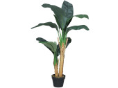 Bananenbaum getopft 120cm 2-stämmig