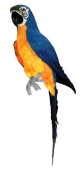 Papagei Tropic sitzend blau 18 x 16 x  H 67cm