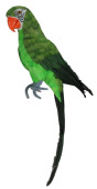 Papagei Tropic sitzend grün 18 x 16 x  H 67cm