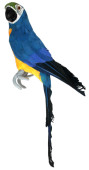 Papagei Tropic sitzend blau 13 x 10 x  H 42cm