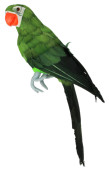 Papagei Tropic sitzend grün 13 x 10 x  H 42cm