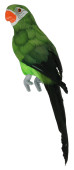 Papagei Tropic sitzend grün 11 x 8 x H 34cm