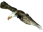 Adler fliegend braun - weiss 100 x 40 cm Kunststoff/Federn