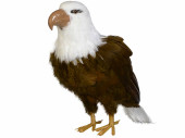 Adler stehend braun-weiss H 40 x 20 x 20cm Kunststoff/Federn