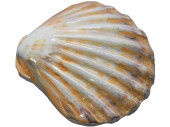Muscheln gross im Netz 3 St. natur-bunt, 15 - 17cm