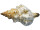 Muscheln gross im Netz 3 St. natur-bunt, 15 - 17cm