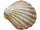 Muscheln gross im Netz 3 St. natur-bunt, 15 - 17cm
