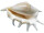Muscheln gross im Netz 3 St. natur-bunt, 15 - 17cm