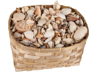 Muscheln echt gemischt im Korb, 10 kg, 4 - 8cm