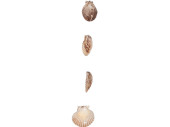 Muschelgirlande Calico Clam natur-braun, L 200cm
