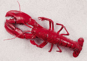 Hummer gross rot 50 x 18 cm PVC