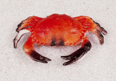 Krabbe klein orange 20 x 13cm PVC