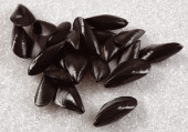 Muscheln schwarz 24er Set 2 Grössen: 9 x 4 x 2,5 cm...
