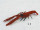Hummer klein orange 2er Set 30 x 11cm PVC