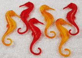 Seepferdchen rot + gelb 20cm 6 Stk./Pack