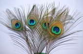 peacock feathers in different lengths