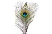 peacock feather 35 - 40cm
