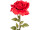 Rose XXL, H 115cm, Blüte Ø 40cm, rot