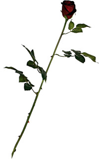 Rose Grand Prix burgund 91cm hoch x 6cm hochwertig Blüte halboffen
