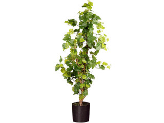 Weinrebenstock grün 120cm hoch im Topf