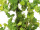 Weinrebenstock grün 120cm hoch im Topf
