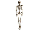 Skelett 3D 160cm Kunststoff