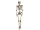 Skelett 3D 160cm Kunststoff