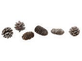 pine cones mixed nature-white 5 - 7cm, 20 pcs.