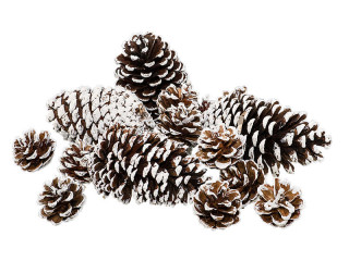 pine cones "snowy" 4 - 12cm, 16 pieces