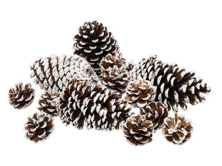 pommes de pin "énneigé" 4 - 12cm, 15 pièces