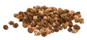 Tannenzapfen mini ca. 150 St braun, 2 - 3cm, ca. 150g