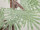 Blattgirlande Winterland grün Watte, Schnee/Glitter L 160 x B 30 x 2cm dick
