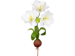 Amaryllis Pflanze XL weiss mit Zwiebel, Ø 50 x H 108cm