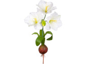 Amaryllis Pflanze XL weiss mit Zwiebel, Ø 50 x H...