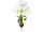 Amaryllis Pflanze XL weiss mit Zwiebel, Ø 50 x H 108cm