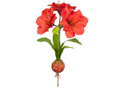 Amaryllis Pflanze XL rot mit Zwiebel, Ø 50 x H 108cm