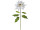 Poinsettia XL weiss-gold mit Glitter, H 120cm, Ø 50cm