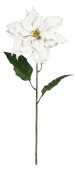 Poinsettiablüte am Stiel weiss 75cm hoch x Ø...