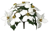 Poinsettiabusch weiss 30cm hoch mit 10 Blüten