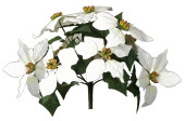 Poinsettiabusch weiss 30cm hoch mit 10 Blüten