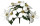 Poinsettiabusch weiss 30cm hoch mit 10 Blüten