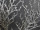Korallenzweig 3-fach silber 60 x 140cm, mit Glitter