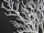 Korallenzweig 3-fach weiss 60 x 140cm, mit Glitter