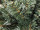 Tanne schlank grün H 145cm, Ø 48cm, 401 Spitzen schwer entflammbar, PVC-Ständer
