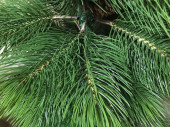 Tanne Kiefer "Grande" 180cm Ø 130cm, grün, mit Zapfen Nadeln Ø 15cm