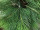 Tanne Kiefer "Grande" 180cm Ø 130cm, grün, mit Zapfen Nadeln Ø 15cm