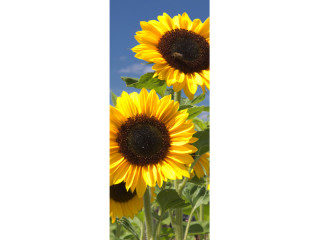 textile banner "sunflower" 75 x 180cm