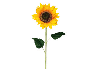 sunflower with stem in different sizes