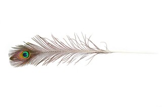 plume de paon 110 - 120cm